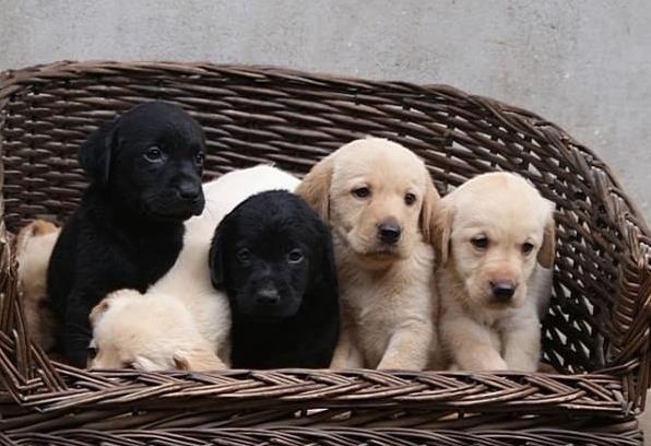 无锡宠物狗狗犬舍出售纯种拉布拉多犬幼犬领养