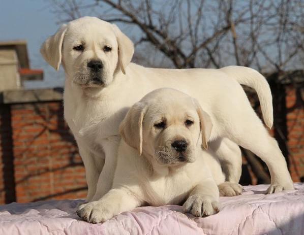 深圳宠物狗狗犬舍出售纯种拉布拉多犬 狗市场