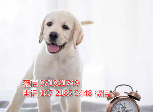 拉不拉多犬出售纯种幼犬，纯种健康导盲犬狗狗