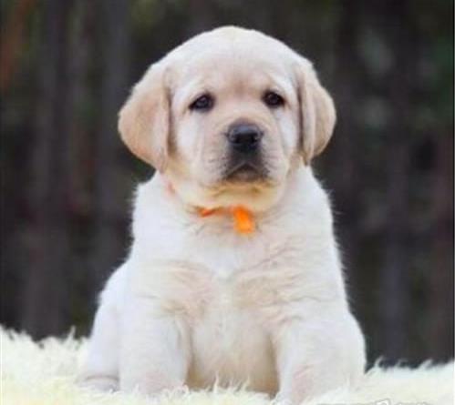 汕头宠物狗狗犬舍出售纯种拉布拉多导盲犬幼犬