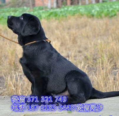 西安特价拉布拉多犬出售纯种幼犬 西安犬舍宠物狗狗