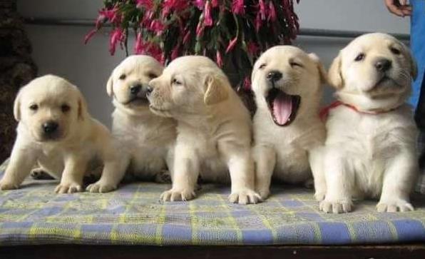 莆田犬舍出售纯种拉布拉多犬幼犬宠物狗狗领养