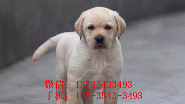 福州犬舍出售纯种拉布拉多犬幼犬宠物狗狗领养