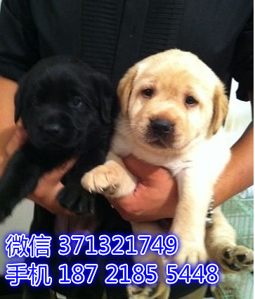 拉布拉多出售导盲犬 苏州拉布拉多狗狗 健康保