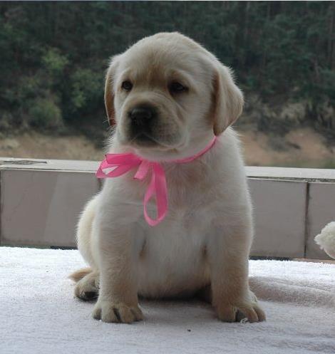 南京在哪有狗市场狗场买狗卖狗在哪纯种拉布拉