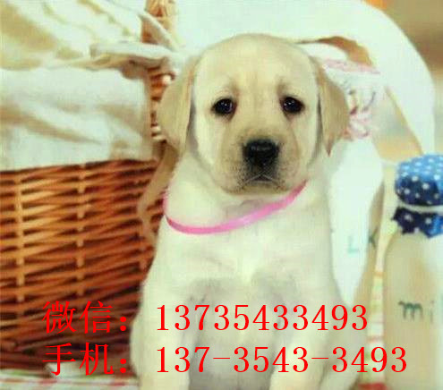 衡阳狗场出售纯种拉布拉多犬狗市场在哪买狗卖狗