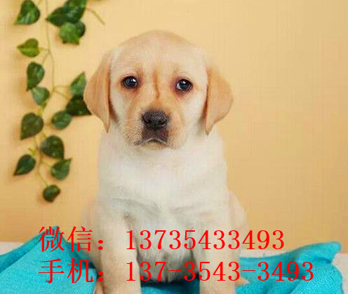 济南犬舍狗出售纯种拉布拉多狗市场卖狗买狗在哪