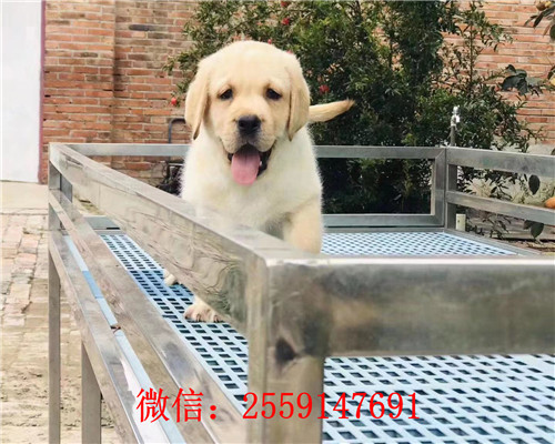 西安哪里卖的拉布拉多便宜 西安拉布拉多多少