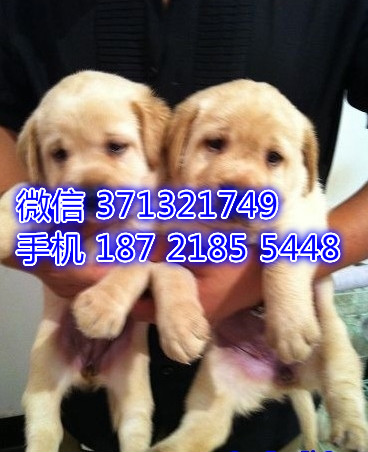 深圳狗场 拉布拉多犬出售纯种 深圳特价宠物狗狗专卖