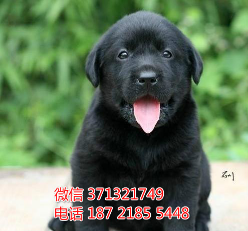 拉布拉多犬出售纯种 狗场出售 无锡宠物犬 无