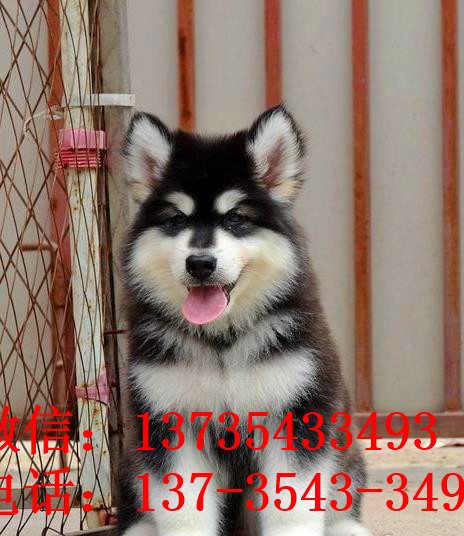 焦作宠物狗狗犬舍出售阿拉斯加犬狗市场在哪买狗卖狗