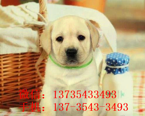 哈尔滨在哪有狗市场狗场买狗卖狗在哪纯种拉布拉多犬领养