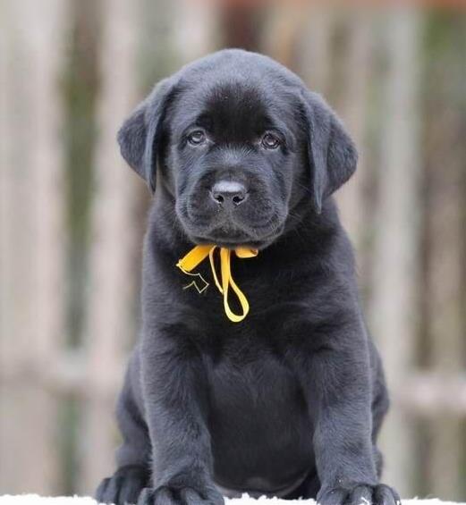 南京犬舍 出售纯种拉布拉多犬 狗市场在哪 卖