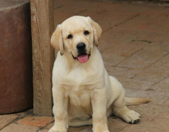 武汉宠物狗狗犬舍出售纯种拉布拉多导盲犬幼犬