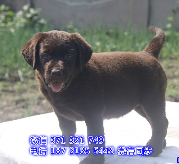 武汉 专业繁殖 拉布拉多犬狗狗纯种幼犬 武汉宠物狗狗