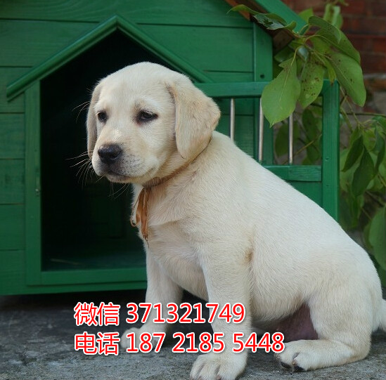拉布拉多犬出售狗狗健康活泼聪明 狗场直销