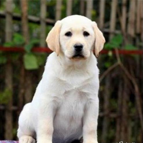 江门犬舍狗出售纯种拉布拉多狗市场卖狗买狗在