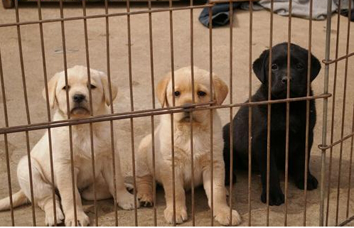 蒙自哪里买卖拉布拉多犬蒙自狗场出售拉布拉多