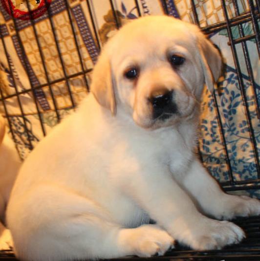 抚顺宠物狗犬舍 宠物狗场在哪有 网上哪里卖狗