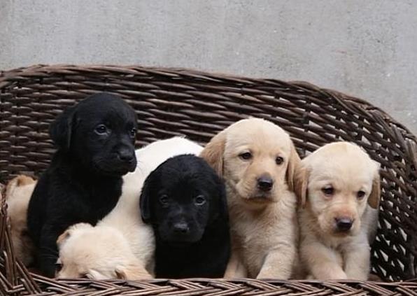 无锡宠物狗狗犬舍出售纯种拉布拉多犬幼犬领养