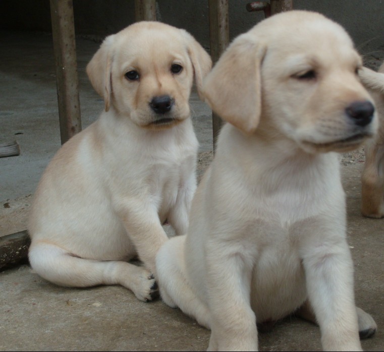 昭通绥江县买拉布拉多 云南狗场出售漂亮小拉多