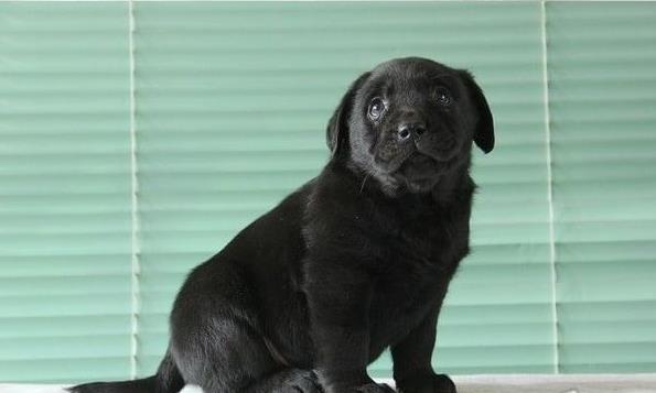 南宁犬舍出售纯种拉布拉多犬狗仔宠物狗狗领养