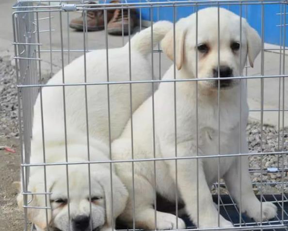 杭州犬舍 出售纯种拉布拉多犬 狗市场在哪 卖