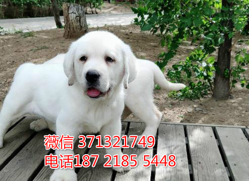 天津狗场 拉布拉多犬出售纯种幼犬 包健康 包品质