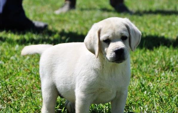 无锡宠物狗狗犬舍出售纯种拉布拉多犬幼犬领养