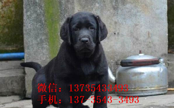 包头宠物狗狗犬舍出售纯种拉布拉多犬幼犬领养