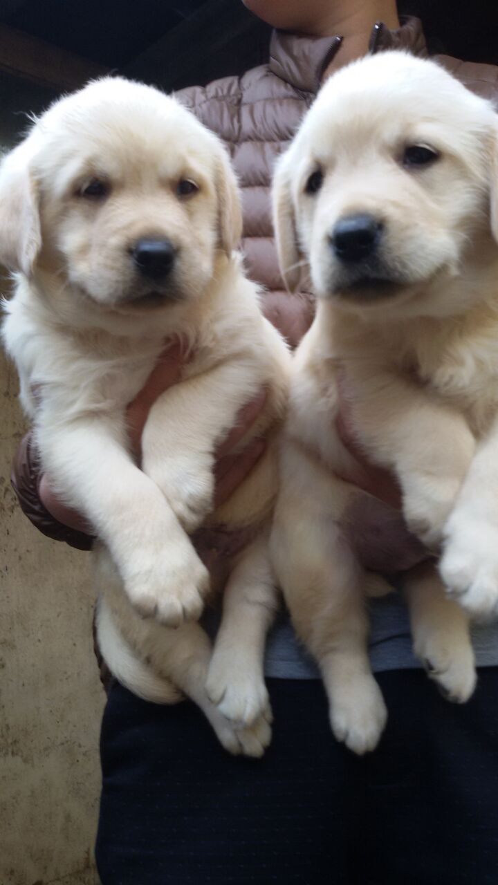 昭通绥江县买拉布拉多 云南狗场出售漂亮小拉