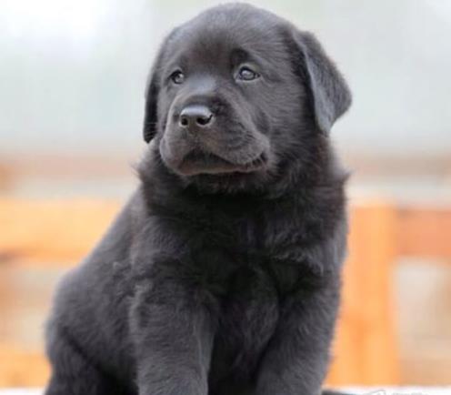 福州犬舍狗出售纯种拉布拉多狗市场卖狗买狗在