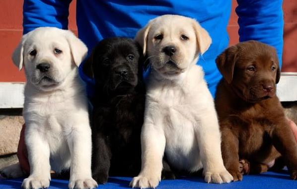 松原宠物狗犬舍 宠物狗场在哪有 网上哪里卖狗