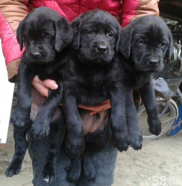 陇川县买狗 陇川县哪里买拉布拉多比较好