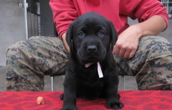 杭州犬舍出售纯种拉布拉多犬幼犬宠物狗狗领养