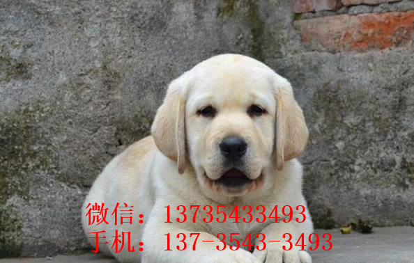 清远狗场出售纯种拉布拉多犬狗市场在哪买狗卖狗