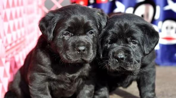 武汉犬舍出售纯种拉布拉多犬狗仔宠物狗狗领养