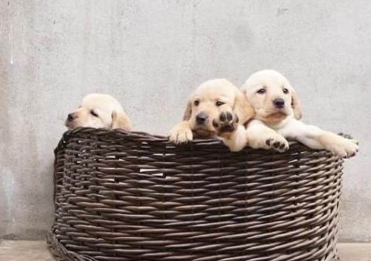 无锡宠物狗狗犬舍出售纯种拉布拉多犬幼犬领养