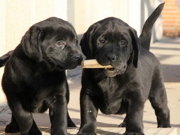 盐城犬舍出售纯种宠物狗狗拉布拉多幼犬领养
