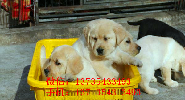 清远狗场出售纯种拉布拉多犬狗市场在哪买狗卖狗