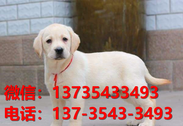 上海犬舍 出售纯种拉布拉多犬 狗市场在哪 卖