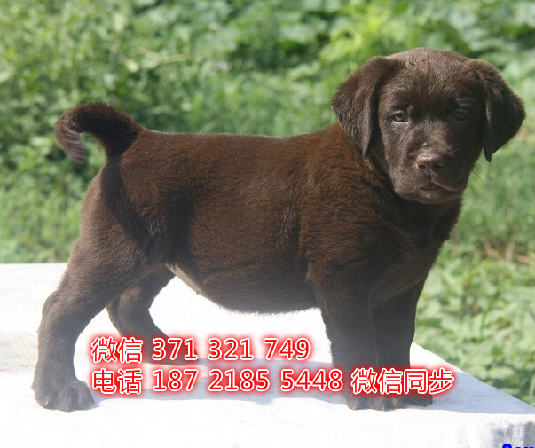 武汉 专业繁殖 拉布拉多犬狗狗纯种幼犬 武汉宠物狗狗
