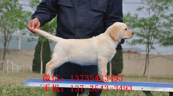济南犬舍狗出售纯种拉布拉多狗市场卖狗买狗在哪