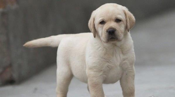 福州宠物狗狗犬舍出售纯种拉布拉多犬 狗市场