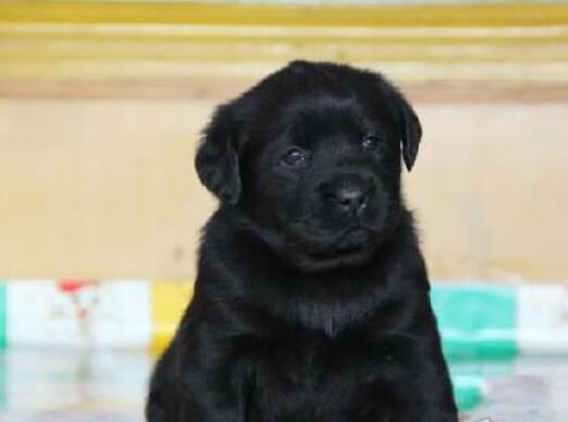 大连宠物狗狗犬舍 出售拉布拉多犬幼犬 哪里有