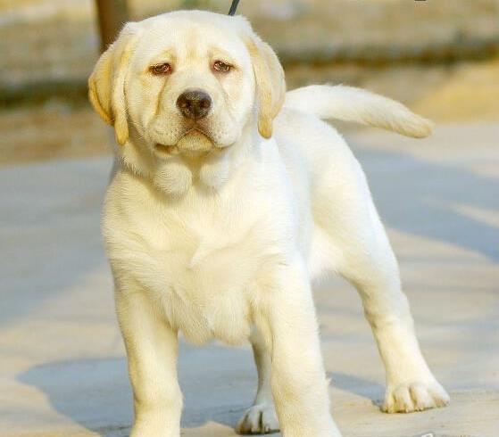 许昌狗场出售纯种拉布拉多犬狗市场在哪买狗卖