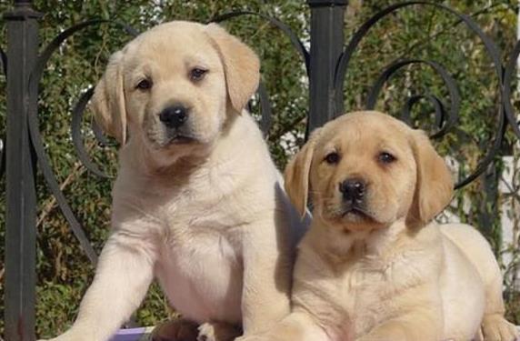 南京宠物狗狗犬舍 出售拉布拉多犬幼犬 哪里有