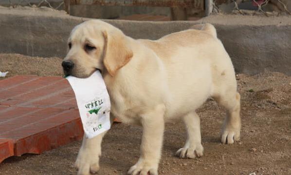 青岛宠物狗狗犬舍出售纯种拉布拉多犬 狗市场