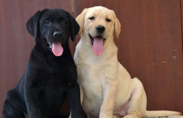 济南犬舍 出售纯种拉布拉多犬 狗市场在哪 卖
