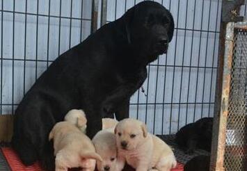 红河州金平拉布拉多出售狗场拉布拉多常年出售